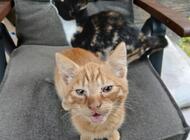 Grajewo ogłoszenia: Oddam kotki w dobre ręce. Rudy to kocur , kotka czarno- biało-... - zdjęcie