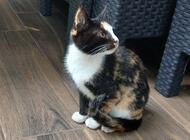 Grajewo ogłoszenia: Oddam kotki w dobre ręce. Rudy to kocur , kotka czarno- biało-... - zdjęcie